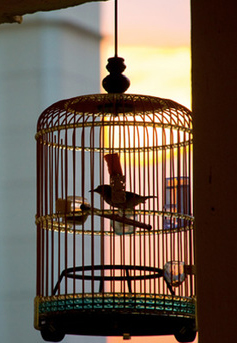 Caged Bird Products